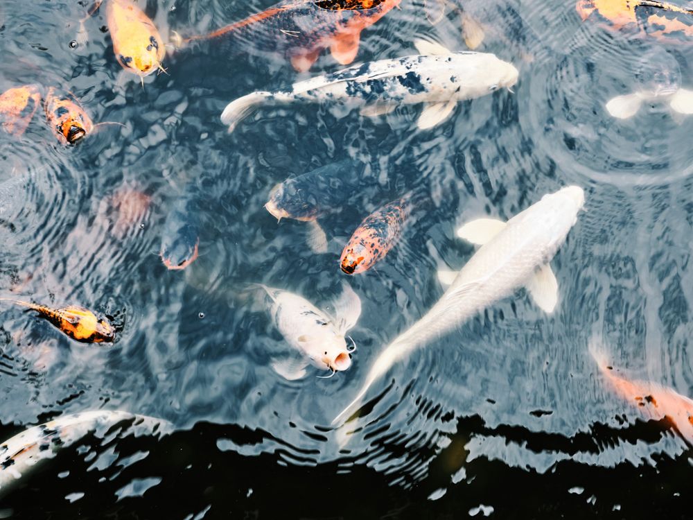 Koi fish in the pond