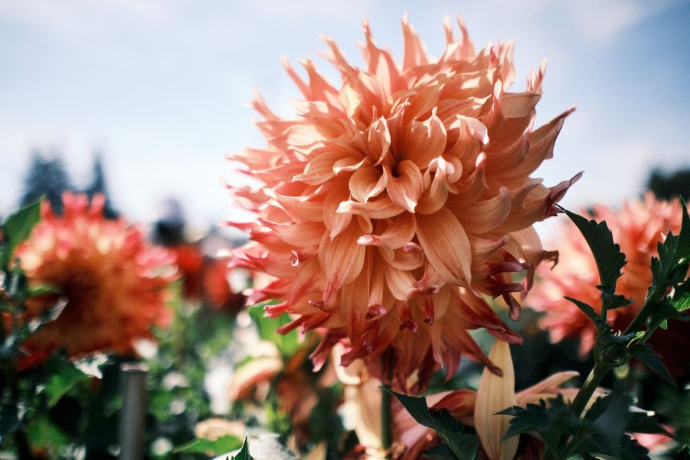 Dahlias at the dahlia farm