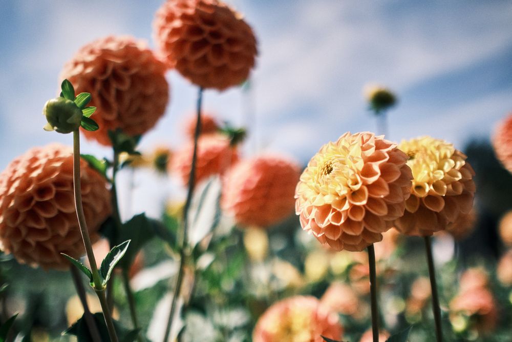 Dahlias at the dahlia farm