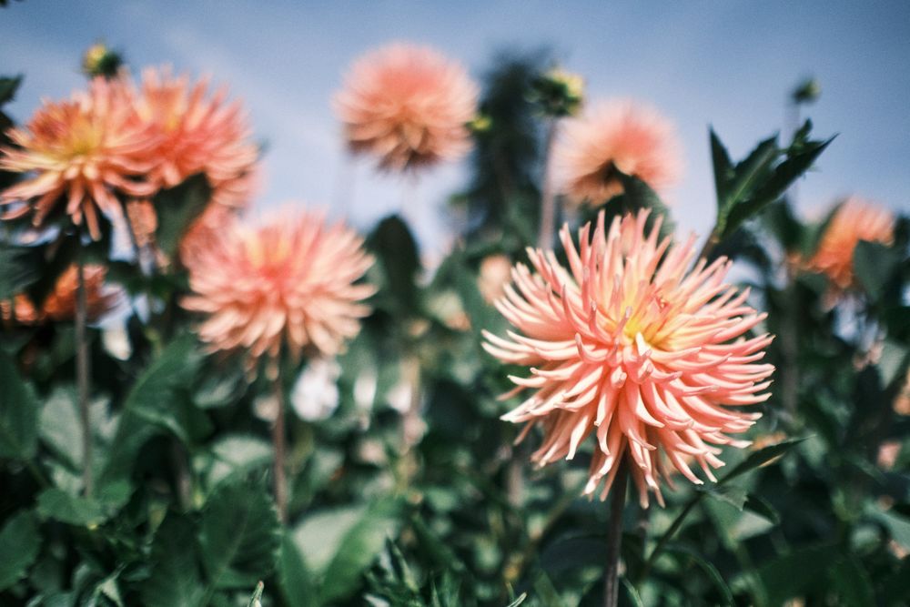 Dahlias at the dahlia farm