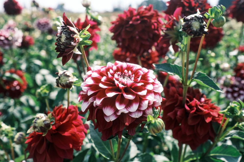 Dahlias at the dahlia farm