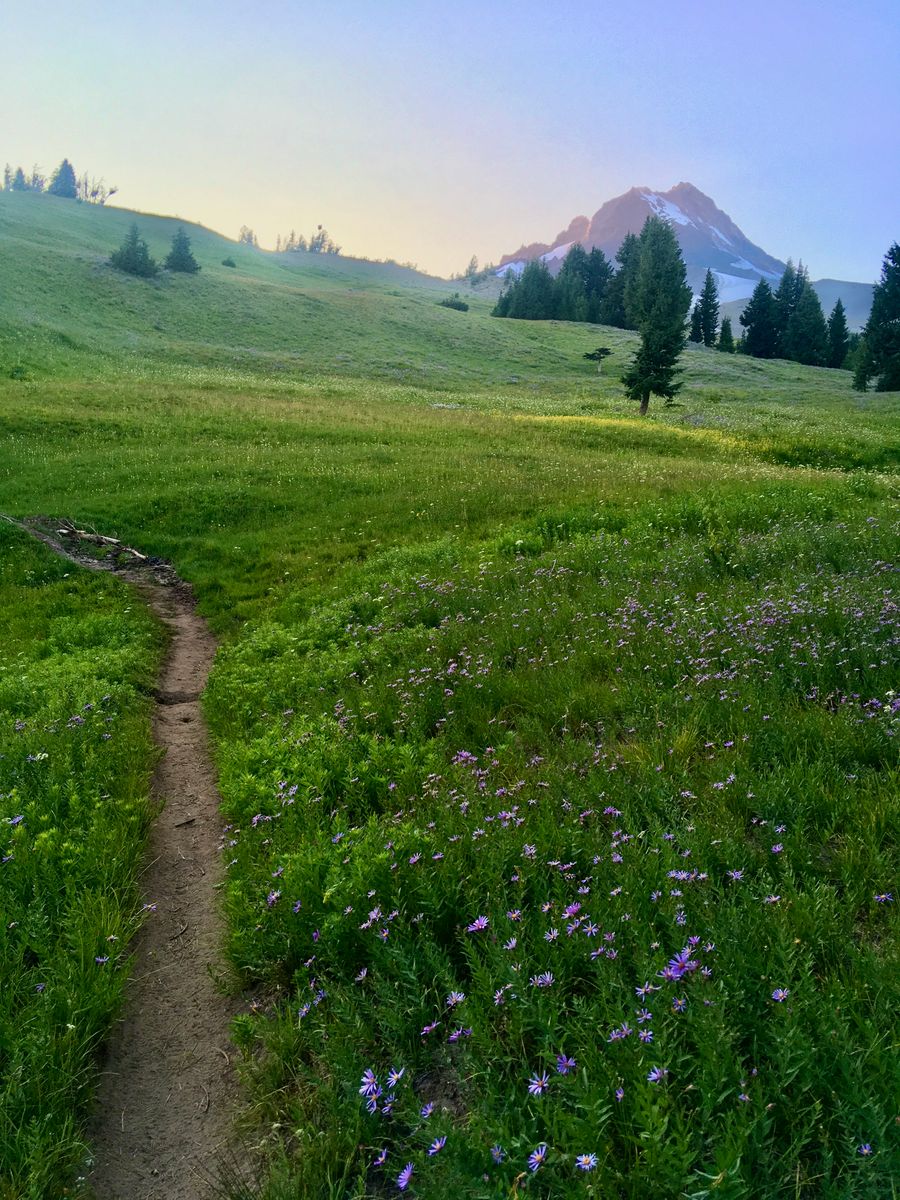 Meadow on the south side of Mount Hood